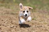 CORGI PEMBROKE 425